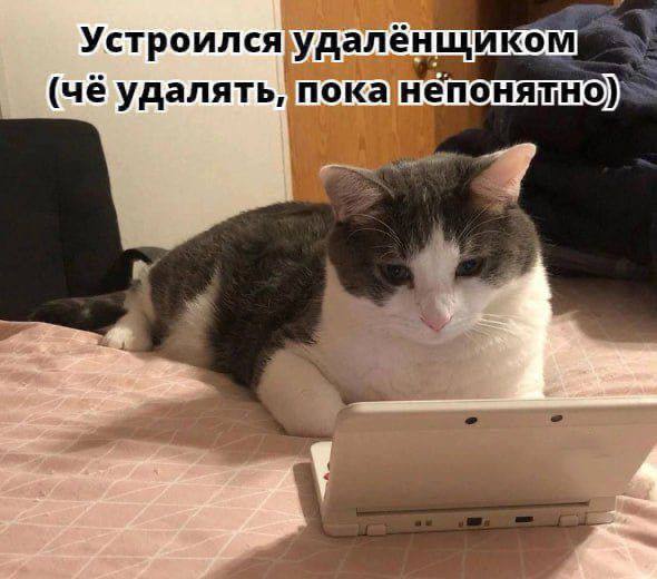 Кот перед игровой приставкой, подпись: «Устроился удалёнщиком (чё удалять, пока непонятно)»