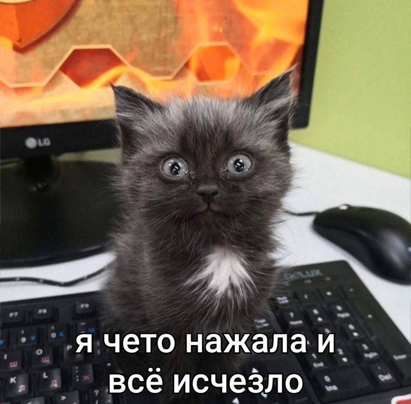 Котёнок сидит на клавиатуре ноутбука, подпись: «я чето нажала и всё исчезло»