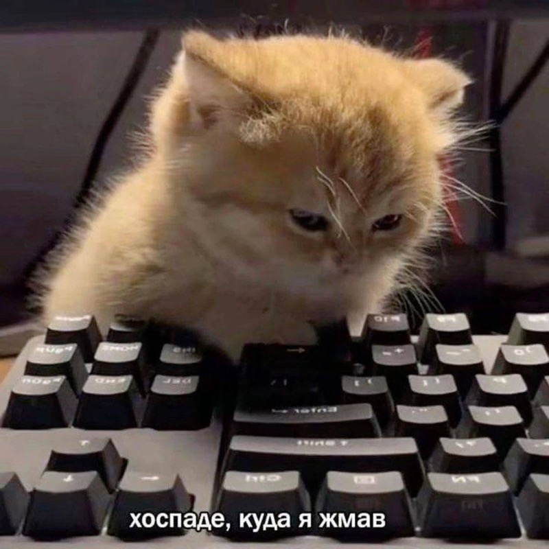 Котёнок сидит над клавиатурой ноутбука, подпись: «хоспаде, куда я жмав»