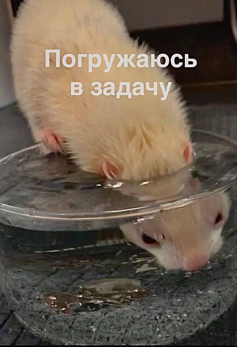 Хорёк погружается головой в миску