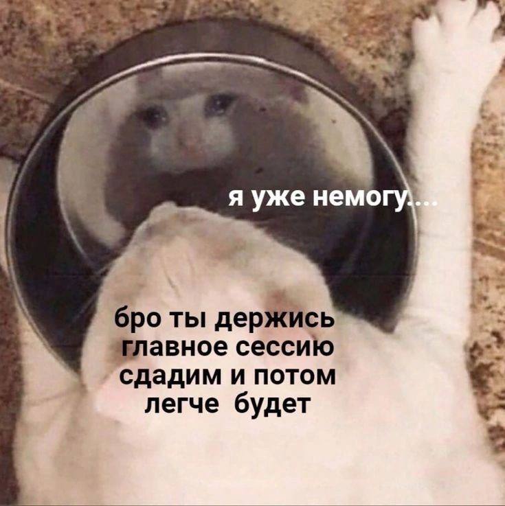 Коты поддерживают друг друга перед сессией
