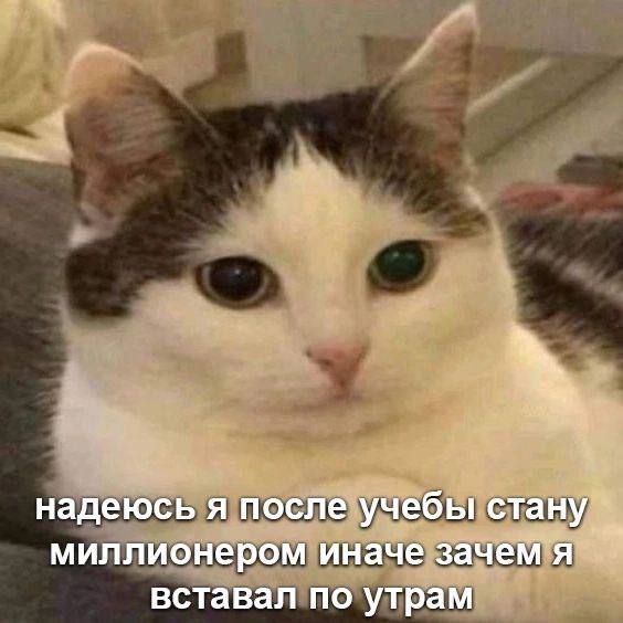 Кот с подписью «надеюсь после учёбы стану миллионером»
