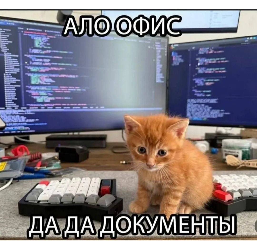 Мем: котёнок у двух мониторов, «ало офис, да да документы»